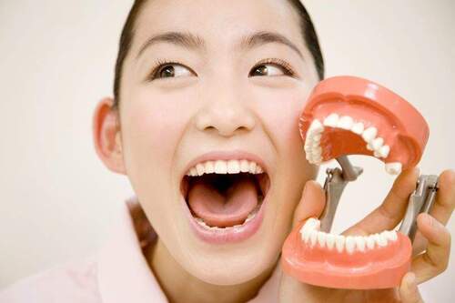 女性が歯の模型を持って口を開けている写真